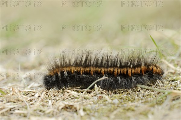 Fox moth (Macrothylacia rubi), caterpillar, North Rhine-Westphalia, Germany, Europe