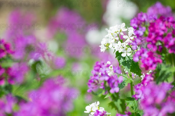 Purple and white flowers against a blurred background, Allertal, Lower Saxony, Germany, Europe