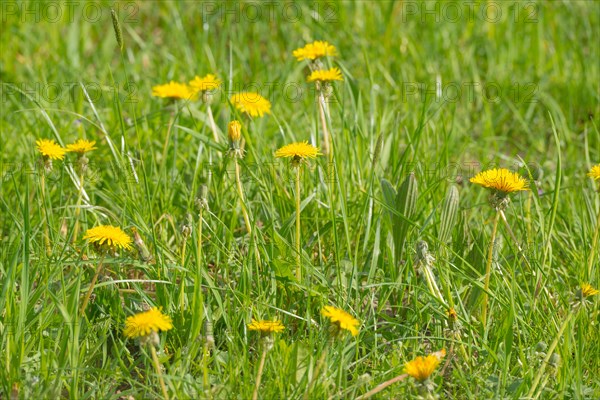 Many yellow flowers of dandelion, dandelion, buttercup, common dandelion (Taraxacum ruderalia) shine on a sunny day on a green meadow in the grass, spring, spring, summer on a green meadow, Allertal, Lower Saxony, Germany, Europe