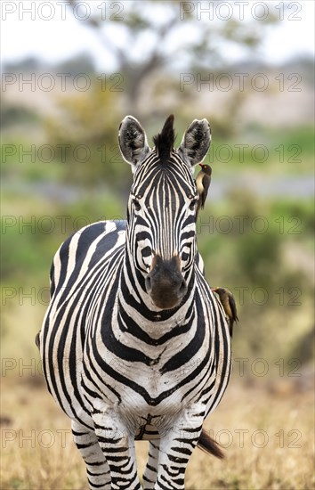 Plains zebra (Equus quagga) with several yellow-billed oxpecker (Buphagus africanus), African savannah, Kruger National Park, South Africa, Africa