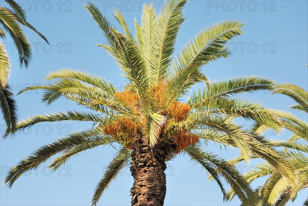 A palm tree laden with dates under a clear blue sky on a sunny day
