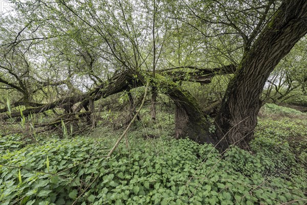 Old willows (Salix alba) in the quarry forest, Emsland, Lower Saxony, Germany, Europe