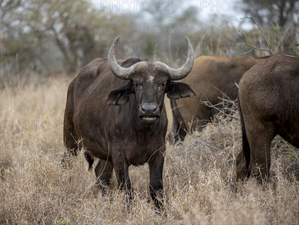 African buffalo (Syncerus caffer caffer), in dry grass, animal portrait, Kruger National Park, South Africa, Africa