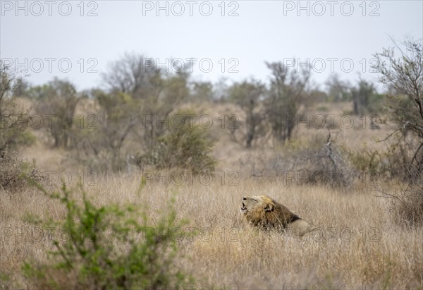 Lion (Panthera leo), adult male, sitting in high grass and roaring, Kruger National Park, South Africa, Africa