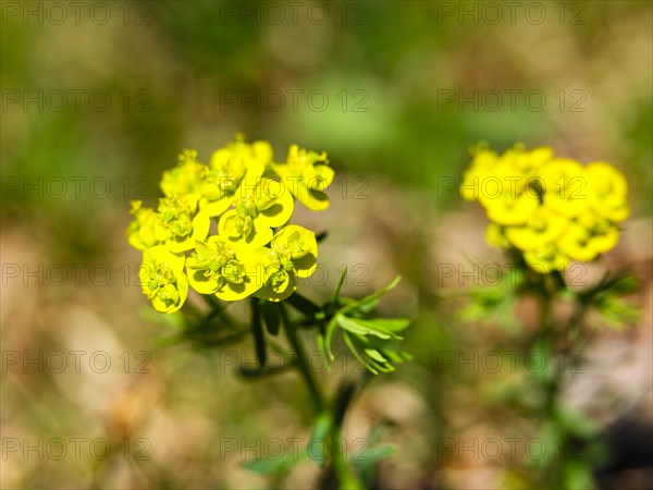 Cypress spurge (Euphorbia cyparissias), Berchtesgaden National Park, Halsalm, Ramsau, Berchtesgadener Land, Bavaria, Germany, Europe