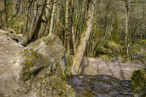 Limestone tuff and vegetation at the edge of the Wiesaz in the Wiesaz valley on the Swabian Alb near Goenningen, Baden-Wuerttemberg, Germany, Europe