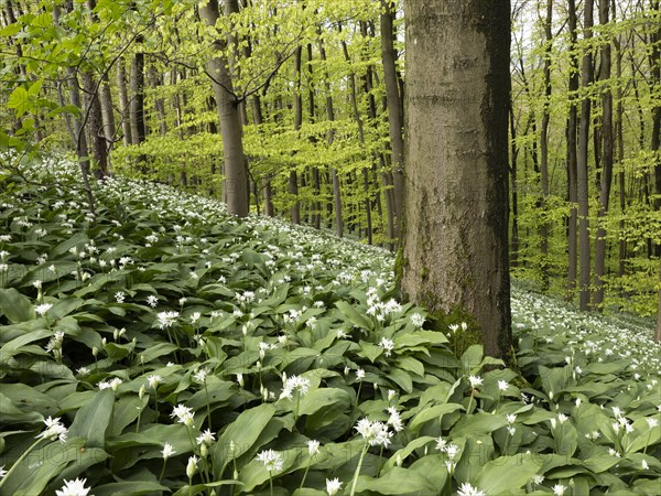 Ramson (Allium ursinum) in spring in the beech forest, Teutoburg Forest, North Rhine-Westphalia, Germany, Europe