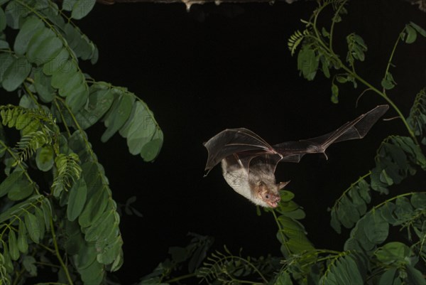 Greater mouse-eared bat (Myotis myotis) in flight hunting for insects, near Lovech, Bulgaria, Europe