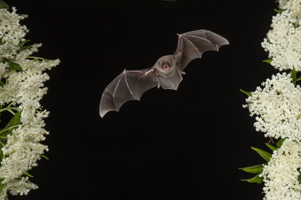 Common bent-wing bat (Miniopterus schreibersii) flying past a flowering elder (Sambucus), Pleven, Bulgaria, Europe