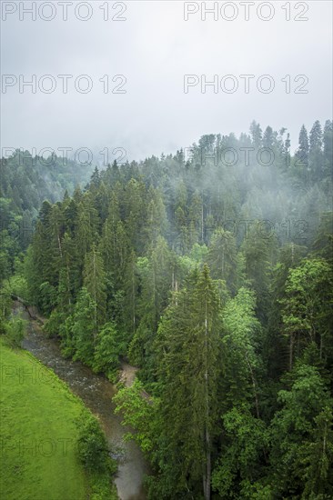 Misty natural landscape and view down into the Eistobel in the nature reserve of the same name in the West Allgaeu near Maierhoefen, Bavaria, Germany, Europe