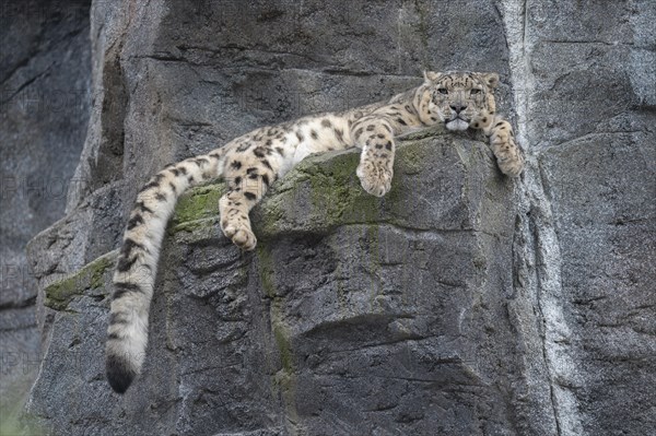 Snow leopard (Panthera uncia) lying on a rock, occurring in the Central Asian high mountains, captive