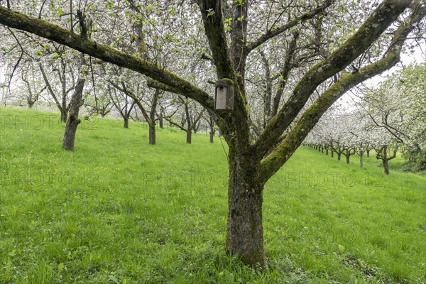 Orchard meadow, blossoming apple trees, nesting box, Baden, Wuerttemberg, Germany, Europe