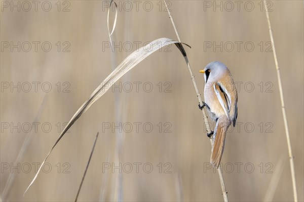 Bearded reedling (Panurus biarmicus), male, sitting in the reeds, Lake Neusiedl-Seewinkel National Park, Burgenland, Austria, Europe