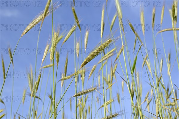 Cereal field, unripe winter rye (Secale cereale), blue sky, North Rhine-Westphalia, Germany, Europe