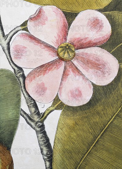 Flower, balsam tree (Commiphora opobalsamum, Amyris opobalsamum) hand-coloured copperplate engraving by Mark Catesby, Natural History of Carolina, Florida and the Bahama Islands, 1754