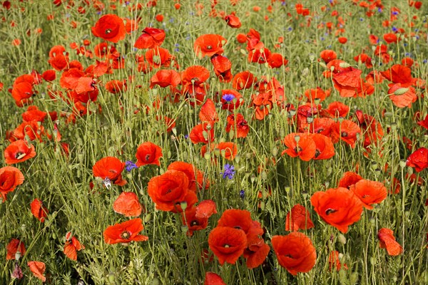 Poppy flowers (Papaver rhoeas), Baden-Wuerttemberg, A field full of blooming poppies forms a lush sea of red, poppy flowers (Papaver rhoeas), Baden-Wuerttemberg, Germany, Europe