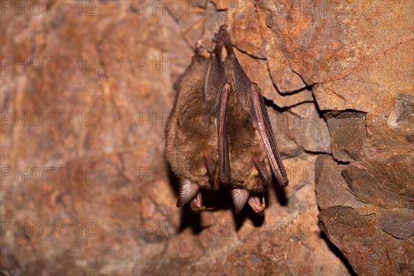 Greater mouse-eared bat (Myotis myotis), hibernating in a cave, North Rhine-Westphalia, Germany, Europe