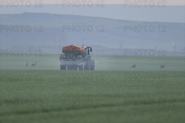 Tractor with fertiliser spreader and european roe deers (Capreolus capreolus) in a grain field, Thuringia, Germany, Europe