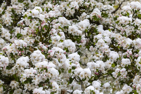 Apple blossom with snow, apple tree (Malus), pome fruit tree (Pyrinae), meadow orchard, spring, Goeggingen, Krauchenwies, Upper Danube nature park Park, Baden-Wuerttemberg, Germany, Europe