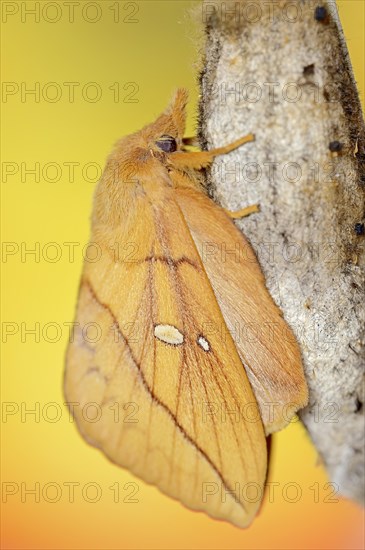 Drinker moth (Euthrix potatoria), freshly hatched butterfly on the cocoon, North Rhine-Westphalia, Germany, Europe