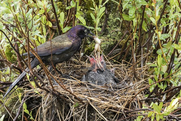 Common grackle (Quiscalus quiscula) feeding the babies in the nest with a frog, La Mauricie national park, province of Quebec, Canada, AI generated, North America