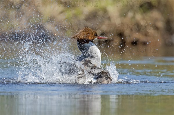 Common merganser (Mergus merganser), female splashing while toiletting, La Mauricie national park, province of Quebec, Canada, AI generated, North America