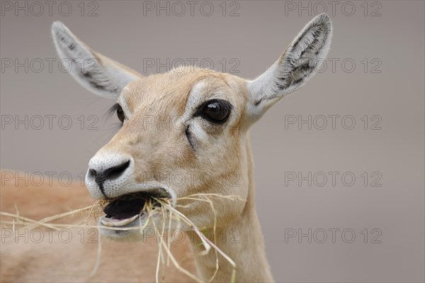 Blackbuck (Antilope cervicapra), female, portrait, captive, occurrence in South Asia