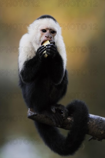 White-shouldered capuchin monkey or white-headed capuchin (Cebus capucinus), feeding, captive, occurring in South America