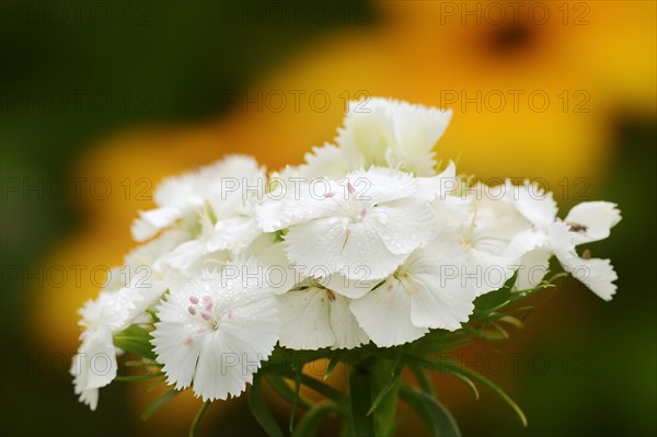 Bearded carnation or garden sweet william (Dianthus barbatus), flowers, ornamental plant, North Rhine-Westphalia, Germany, Europe