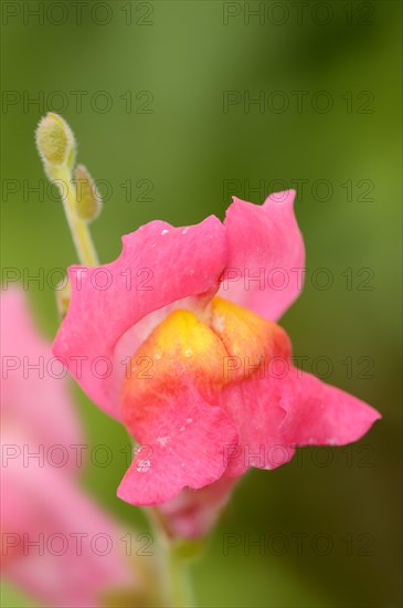 Large snapdragon or garden common snapdragon (Antirrhinum majus), flower, ornamental plant, North Rhine-Westphalia, Germany, Europe