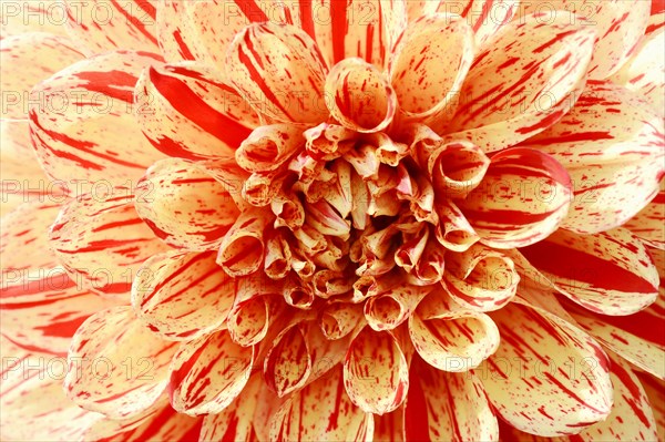 Dahlia 'Connell's Gloriosa' (Dahlia Hybride), detail of flower, ornamental plant, North Rhine-Westphalia, Germany, Europe