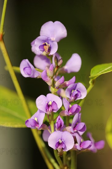 Coral pea or purple coral pea (Hardenbergia violacea), flowers, native to Australia, ornamental plant, North Rhine-Westphalia, Germany, Europe