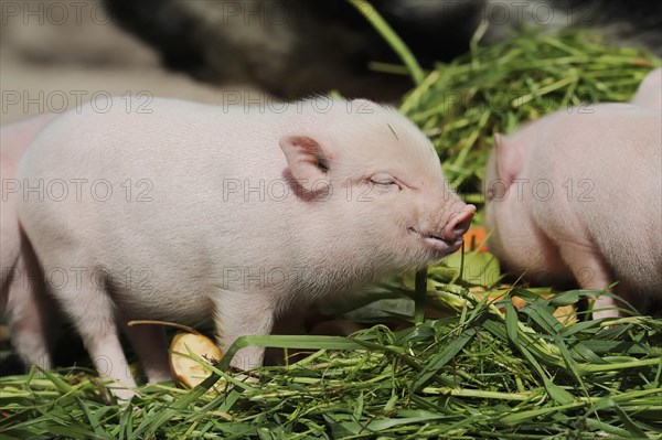 Goettingen minipig (Sus scrofa f. domestica), piglet, North Rhine-Westphalia, Germany, Europe