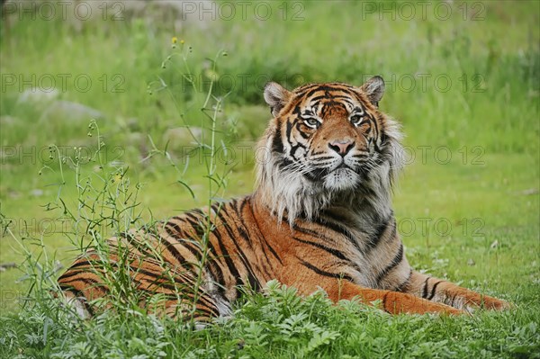 Sumatran tiger (Panthera tigris sumatrae), male, captive, occurring on Sumatra, Indonesia, Asia