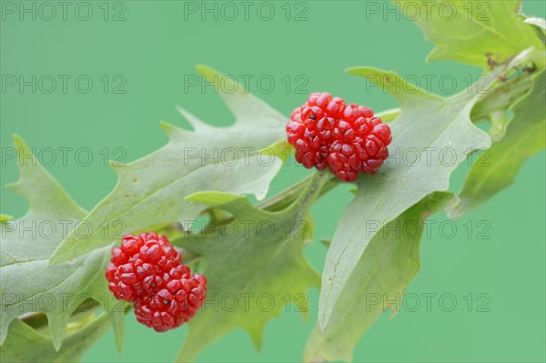 Strawberry spinach (Chenopodium foliosum, Blitum virgatum), fruit, vegetable and ornamental plant, North Rhine-Westphalia, Germany, Europe