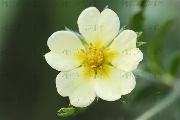 Tall cinquefoil or upright cinquefoil (Potentilla recta), flower, North Rhine-Westphalia, Germany, Europe