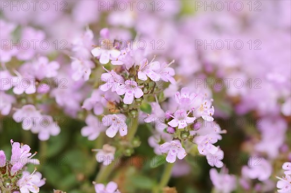 Early-flowering thyme or cushion thyme (Thymus praecox), flowers, garden plant, North Rhine-Westphalia, Germany, Europe