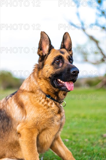 Vertical portrait of a German Shepherd with ears up and tongue out. The German Shepherd is the best companion dog