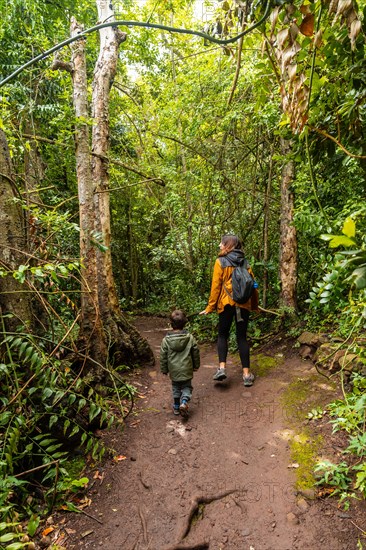 Walking in the Laurisilva forest of Los tilos de Moya in Doramas, Gran Canaria