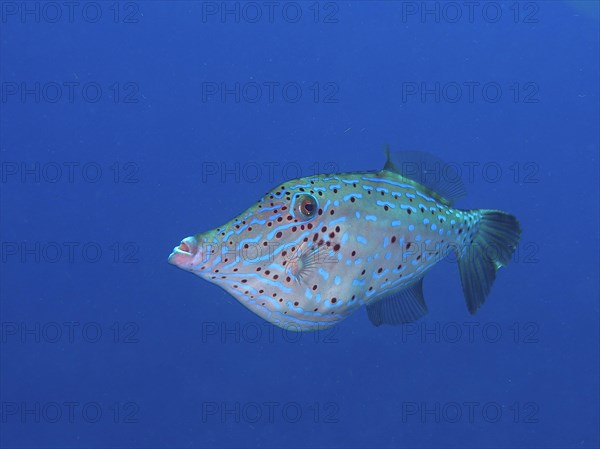 Scrawled filefish (Aluterus scriptus), unicoloured blue background, detachable, dive site John Pennekamp Coral Reef State Park, Key Largo, Florida Keys, Florida, USA, North America