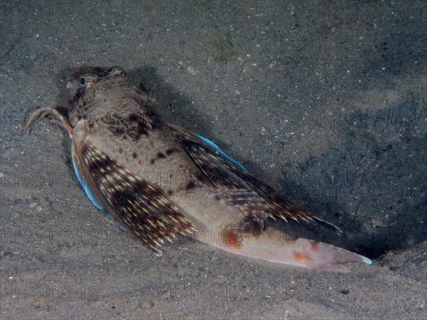 Gurnard (Prionotus roseus) at night. Dive site Blue Heron Bridge, Phil Foster Park, Riviera Beach, Florida, USA, North America