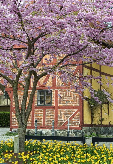 Flowering Winter Cherry (Prunus x subhirtella) 'Autmnalis ' rosea at halftimbered house in Ystad, Scania, Skane, Sweden, Scandinavia, Northern Europe, Europe