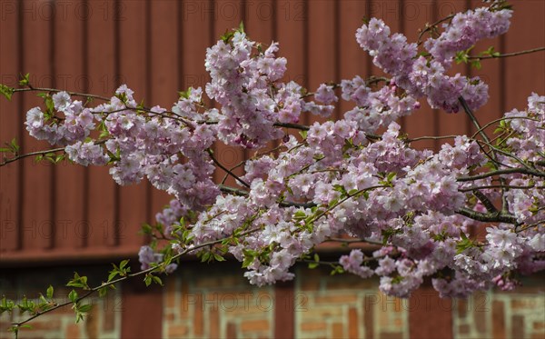 Flowering Winter Cherry (Prunus x subhirtella) 'Autmnalis ' rosea at halftimbered house in Ystad, Scania, Skane, Sweden, Scandinavia, Northern Europe, Europe