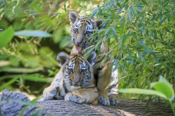 Two tiger cubs playing on a tree trunk and one looking curiously, Siberian tiger, Amur tiger, (Phantera tigris altaica), cubs