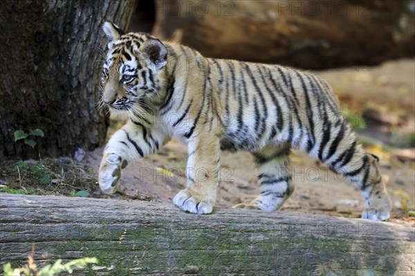 A tiger young explores its surroundings and runs over a tree trunk, Siberian tiger, Amur tiger, (Phantera tigris altaica), Cubs