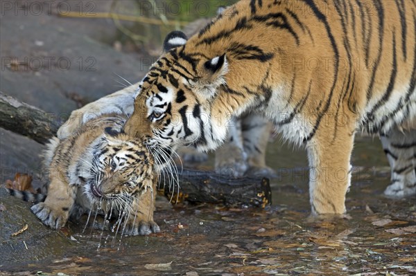 An adult tiger playing with a young tiger at the water's edge, Siberian tiger, Amur tiger, (Phantera tigris altaica), cubs
