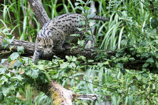 A fishing cat (Prionailurus viverrinus)