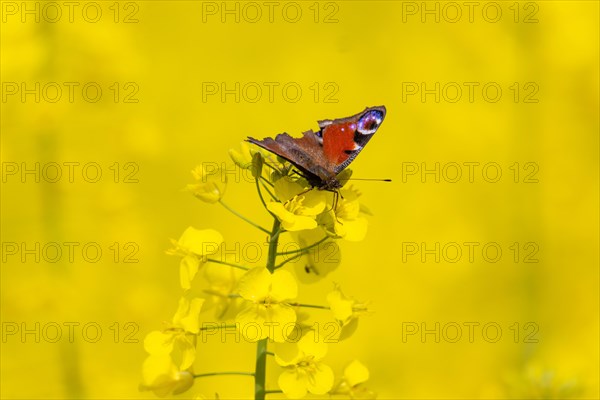 A peacock butterfly sitting on a rape blossom in a rape field near Frankfurt am Main, Frankfurt am Main, Hesse, Germany, Europe