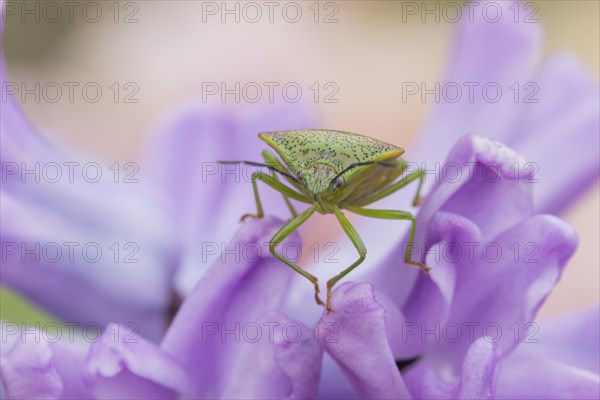 Hawthorn shieldbug (Acanthosoma haemorrhoidale) adult on a garden Hyacinth flower in spring, England, United Kingdom, Europe