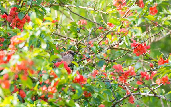 House sparrow (Passer domesticus) or sparrow or house sparrow, male, sitting on a branch of a japanese quince (Chaenomeles speciosa) (syn.: Chaenomeles lagenaria) or tall ornamental quince, between branches with bright red flowers and fresh green leaves, spring, sunny day, Allertal, Lower Saxony, Germany, Europe